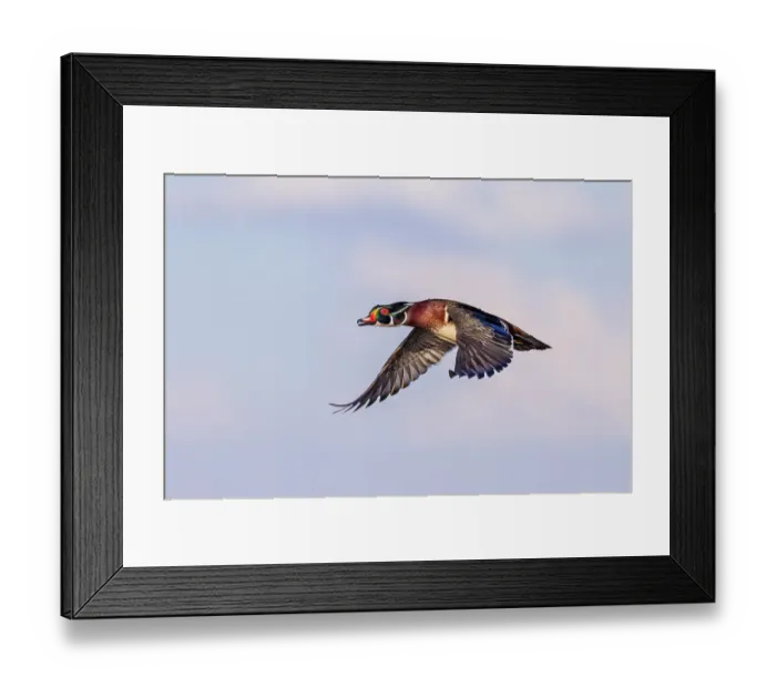 Framed Print : Wood duck male in flight, Marion County, Illinois