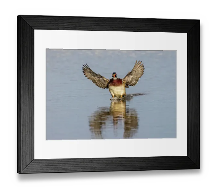 Framed Print : Wood duck male flying landing in wetland, Marion County, Illinois
