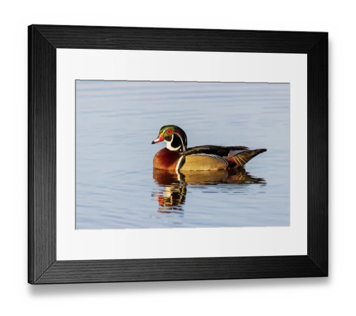 Framed Print : Wood duck male in wetland, Marion County, Illinois Framed Print : Wood duck male in wetland, Marion County, Illinois