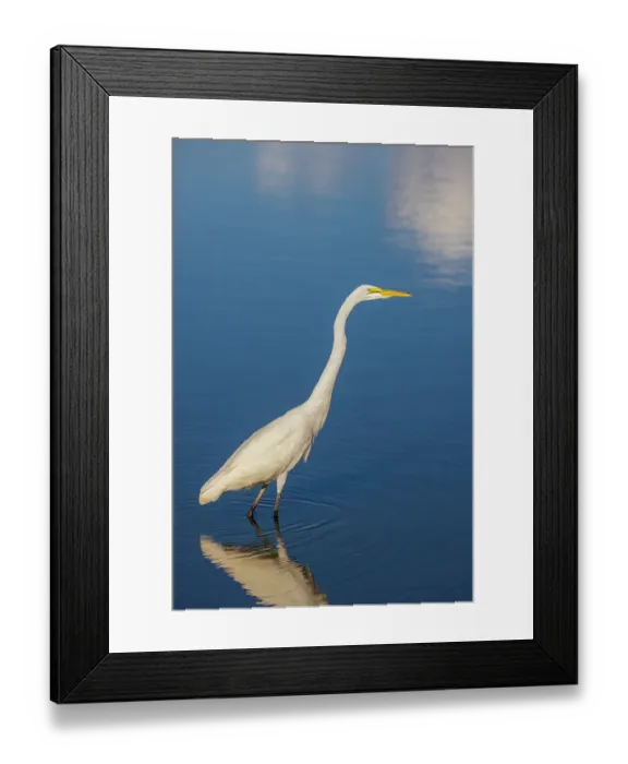 Framed Print : Great egret in wetland, Marion County, Illinois