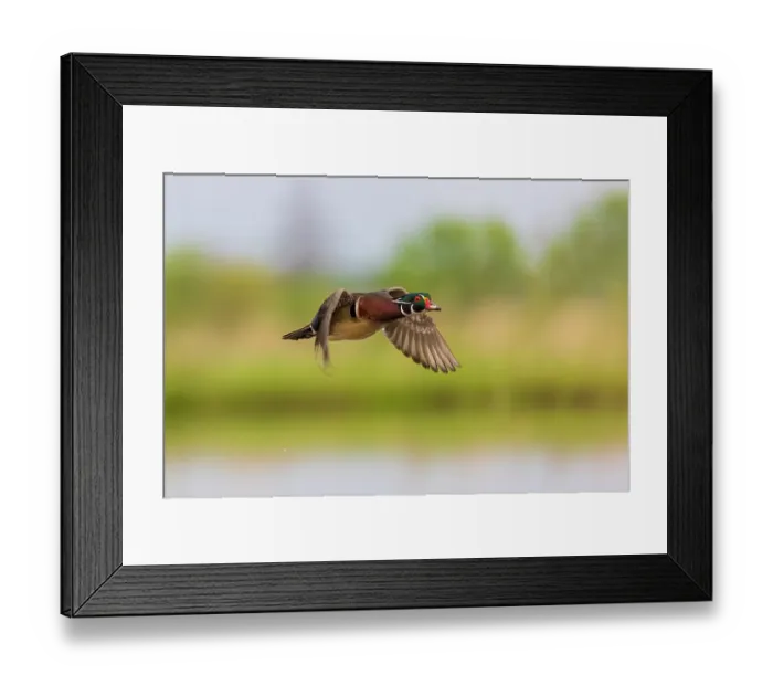 Framed Print : Wood duck male in flight, Marion County, Illinois Framed Print : Wood duck male in flight, Marion County, Illinois
