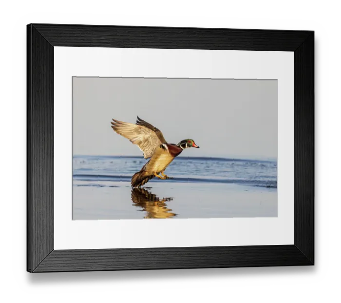 Framed Print : Wood duck male landing in wetland, Marion County, Illinois Framed Print : Wood duck male landing in wetland, Marion County, Illinois