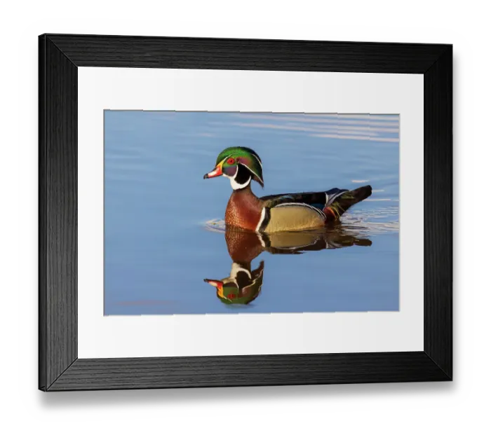 Framed Print : Wood duck male in wetland, Marion County, Illinois