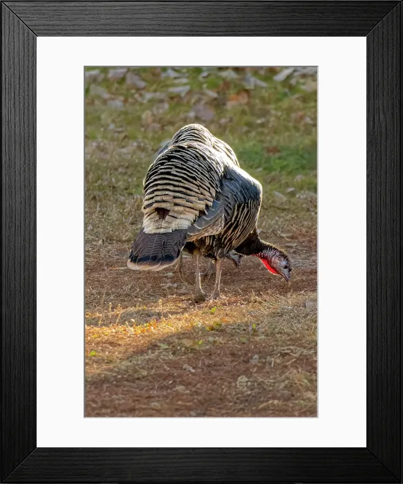 Framed Print : USA, Colorado, Loveland. Female turkey. Credit as Fred Lord  /  Jaynes Gallery  /  DanitaDelimont.com