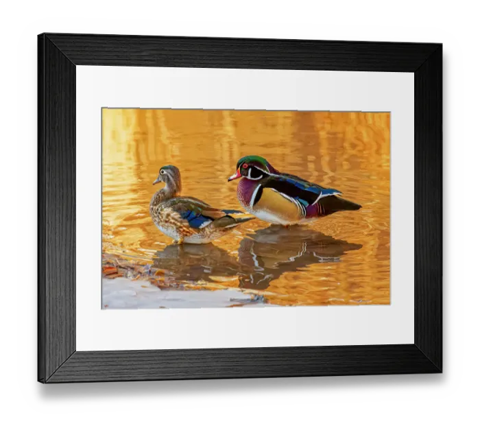 Framed Print : USA, Colorado, Fort Collins. American wood duck pair in water. Credit as Fred Lord  /  Jaynes Gallery  /  DanitaDelimont.com