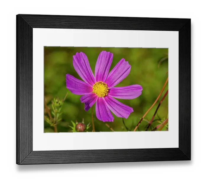 Framed Print : USA, Colorado, Fort Collins. Dahlia flower close-up. Credit as Fred Lord / Jaynes Gallery / DanitaDelimont.com Framed Print : USA, Colorado, Fort Collins. Dahlia flower close-up. Credit as Fred Lord / Jaynes Gallery / DanitaDelimont.com