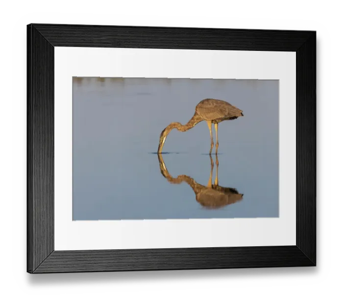 Framed Print : Great blue heron hunting crayfish in wetland, Marion County, Illinois Framed Print : Great blue heron hunting crayfish in wetland, Marion County, Illinois