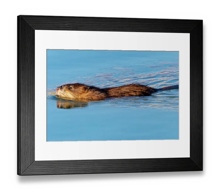 Framed Print : USA, Colorado, Fort Collins. Muskrat swimming in water. Credit as Fred Lord  /  Jaynes Gallery  /  DanitaDelimont.com