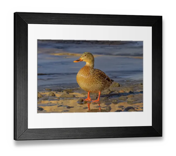 Framed Print : USA, Colorado, Fort Collins. Female American mallard duck in shallow water. Credit as Fred Lord / Jaynes Gallery / DanitaDelimont.com Framed Print : USA, Colorado, Fort Collins. Female American mallard duck in shallow water. Credit as Fred Lord / Jaynes Gallery / DanitaDelimont.com