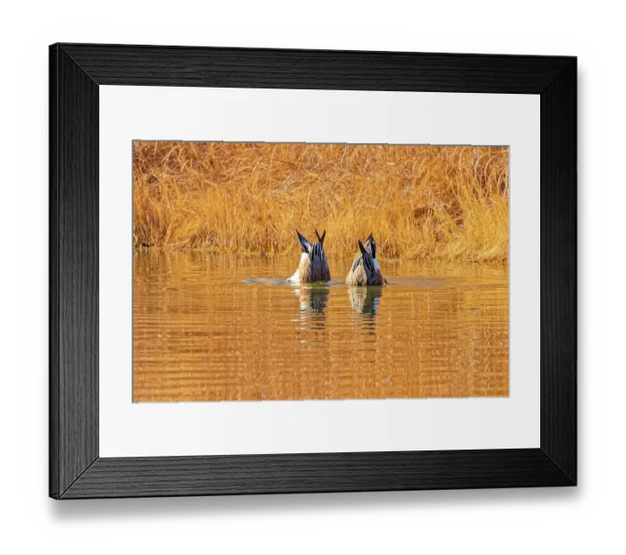 Framed Print : USA, Colorado, Fort Collins. American Wigeon duck. Credit as Fred Lord  /  Jaynes Gallery  /  DanitaDelimont.com