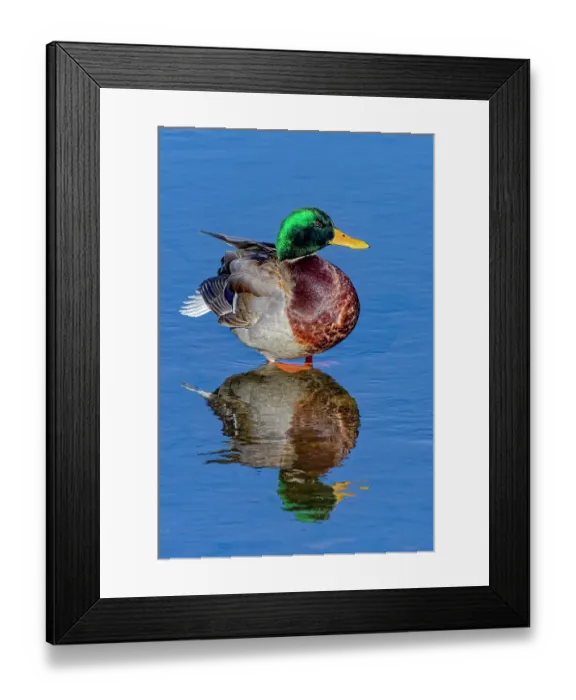 Framed Print : USA, Colorado, Fort Collins. Male mallard duck in water. Credit as Fred Lord / Jaynes Gallery / DanitaDelimont.com Framed Print : USA, Colorado, Fort Collins. Male mallard duck in water. Credit as Fred Lord / Jaynes Gallery / DanitaDelimont.com