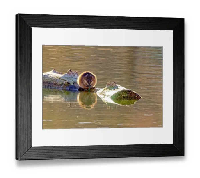 Framed Print : USA, Colorado, Fort Collins. Muskrat on log in water. Credit as Fred Lord / Jaynes Gallery / DanitaDelimont.com Framed Print : USA, Colorado, Fort Collins. Muskrat on log in water. Credit as Fred Lord / Jaynes Gallery / DanitaDelimont.com