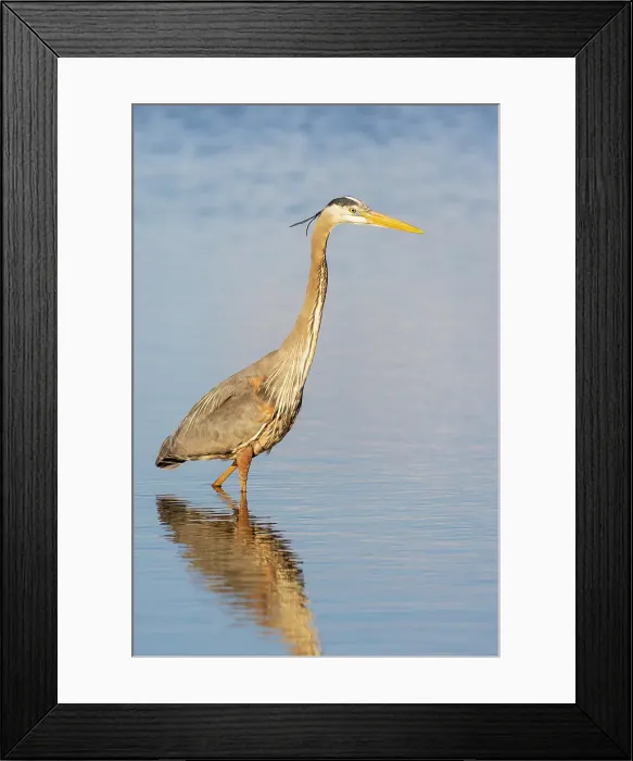 Framed Print : Great blue heron hunting crayfish in wetland, Marion County, Illinois Framed Print : Great blue heron hunting crayfish in wetland, Marion County, Illinois