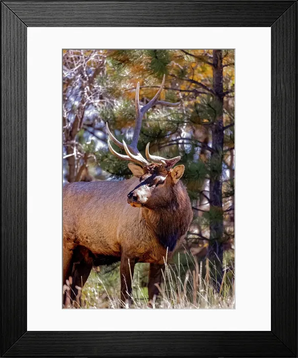 Framed Print : USA, Colorado, Rocky Mountain National Park. Male bull elk with broken antler. Credit as Fred Lord / Jaynes Gallery / DanitaDelimont.com Framed Print : USA, Colorado, Rocky Mountain National Park. Male bull elk with broken antler. Credit as Fred Lord / Jaynes Gallery / DanitaDelimont.com