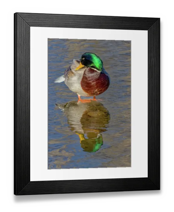 Framed Print : USA, Colorado, Fort Collins. Male mallard duck in water. Credit as Fred Lord / Jaynes Gallery / DanitaDelimont.com Framed Print : USA, Colorado, Fort Collins. Male mallard duck in water. Credit as Fred Lord / Jaynes Gallery / DanitaDelimont.com