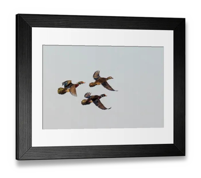 Framed Print : Wood duck males and female courtship flight, Marion County, Illinois