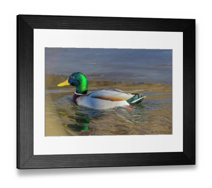 Framed Print : USA, Colorado, Fort Collins. Male mallard duck in water. Credit as Fred Lord  /  Jaynes Gallery  /  DanitaDelimont.com