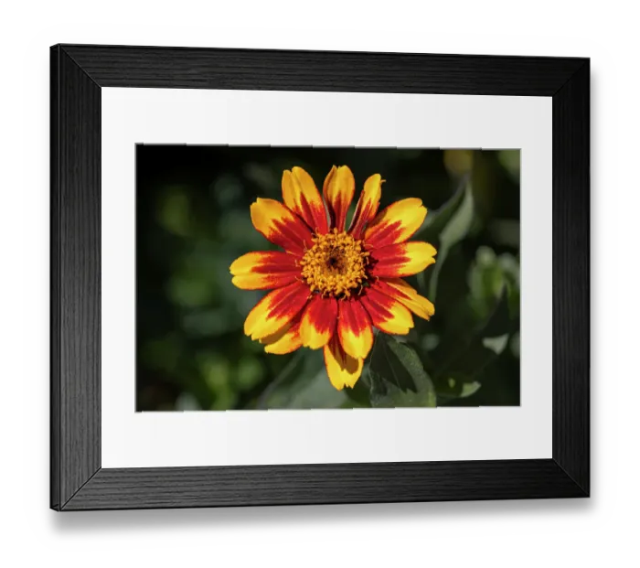 Framed Print : USA, Colorado, Fort Collins. Gaillardia flower close-up. Credit as Fred Lord  /  Jaynes Gallery  /  DanitaDelimont.com