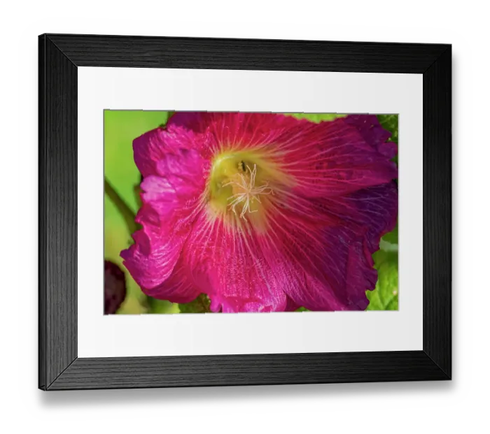 Framed Print : USA, Colorado, Fort Collins. Close-up of hibiscus flower. Credit as Fred Lord / Jaynes Gallery / DanitaDelimont.com Framed Print : USA, Colorado, Fort Collins. Close-up of hibiscus flower. Credit as Fred Lord / Jaynes Gallery / DanitaDelimont.com