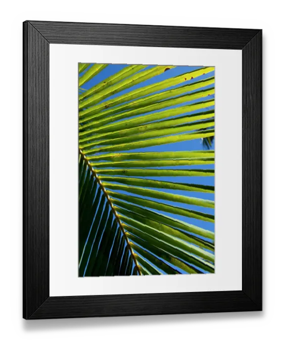 Framed Print : Close-up palm tree fronds, Big Island, Hawaii, USA Framed Print : Close-up palm tree fronds, Big Island, Hawaii, USA