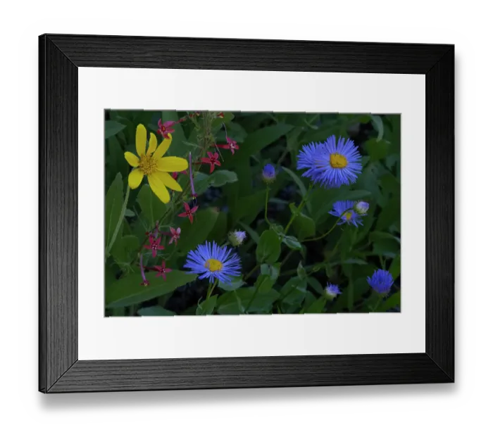 Framed Print : USA, Idaho. Aster and arrowleaf balsamroot wildflowers in Caribou Targhee National Forest