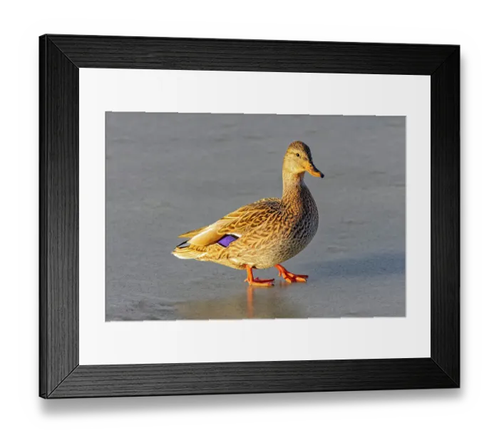 Framed Print : USA, Colorado, Fort Collins. Female mallard duck in water. Credit as Fred Lord / Jaynes Gallery / DanitaDelimont.com Framed Print : USA, Colorado, Fort Collins. Female mallard duck in water. Credit as Fred Lord / Jaynes Gallery / DanitaDelimont.com