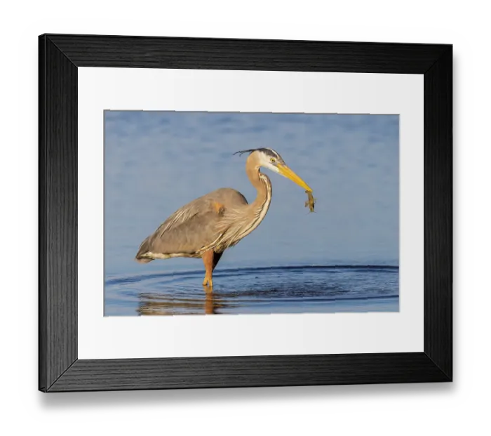 Framed Print : Great blue heron hunting crayfish in wetland, Marion County, Illinois