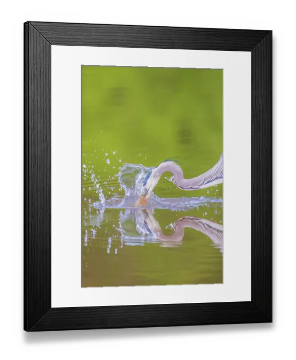Framed Print : Great blue heron hunting crayfish in wetland, Marion County, Illinois Framed Print : Great blue heron hunting crayfish in wetland, Marion County, Illinois