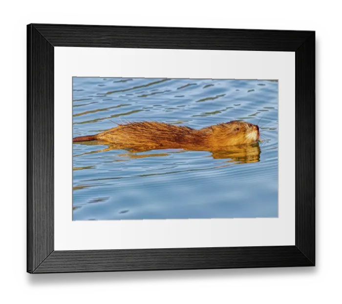 Framed Print : USA, Colorado, Fort Collins. Muskrat swimming in water. Credit as Fred Lord  /  Jaynes Gallery  /  DanitaDelimont.com