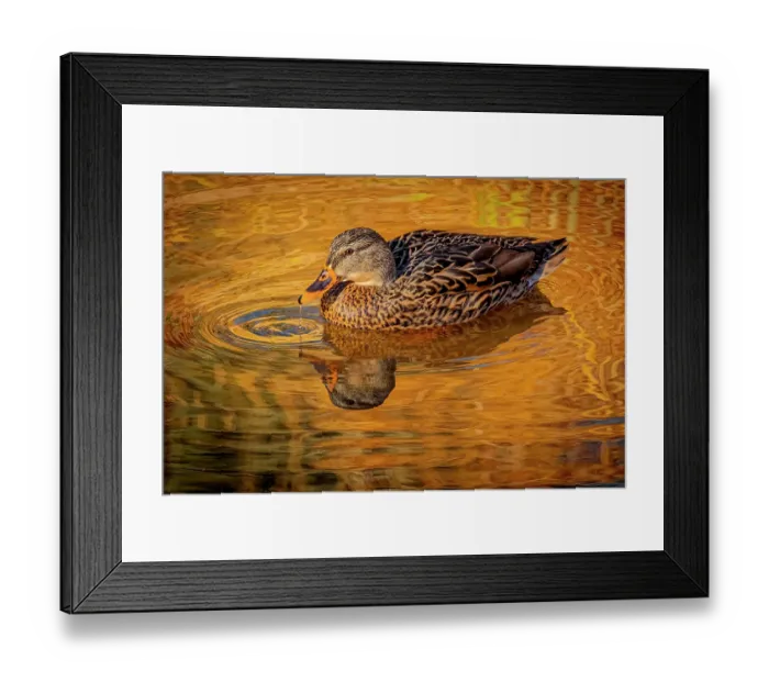 Framed Print : USA, Colorado, Fort Collins. Female American mallard duck in water. Credit as Fred Lord  /  Jaynes Gallery  /  DanitaDelimont.com