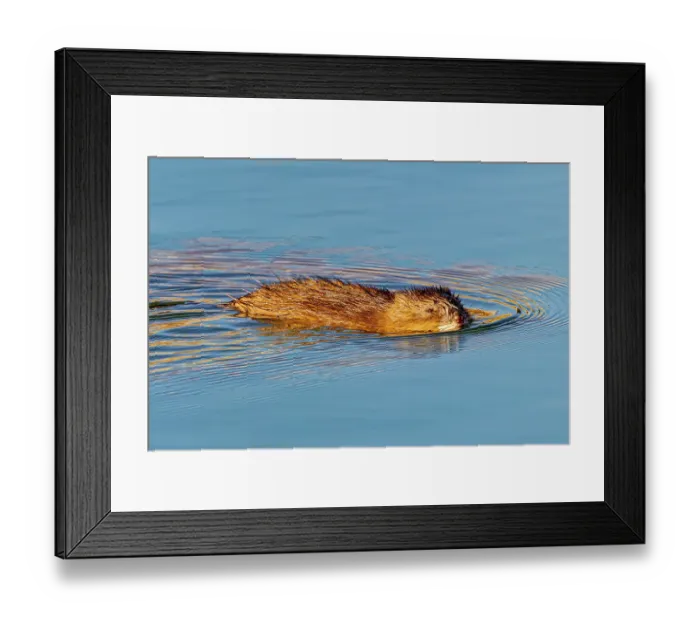 Framed Print : USA, Colorado, Fort Collins. Muskrat swimming in water. Credit as Fred Lord  /  Jaynes Gallery  /  DanitaDelimont.com