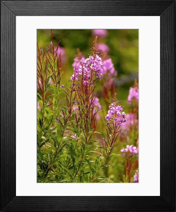 Framed Print : USA, Colorado, Gould. Close-up of fireweed flowers. Credit as Fred Lord / Jaynes Gallery / DanitaDelimont.com Framed Print : USA, Colorado, Gould. Close-up of fireweed flowers. Credit as Fred Lord / Jaynes Gallery / DanitaDelimont.com