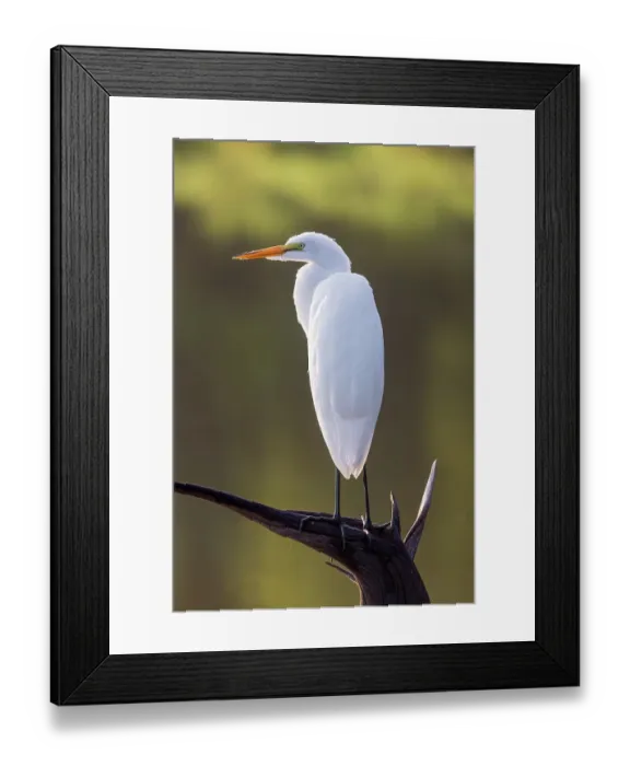 Framed Print : Great egret perched on old stump in wetland, Marion County, Illinois Framed Print : Great egret perched on old stump in wetland, Marion County, Illinois