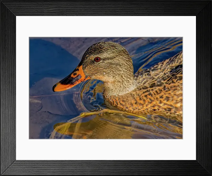 Framed Print : USA, Colorado, Fort Collins. Female American mallard duck in water. Credit as Fred Lord / Jaynes Gallery / DanitaDelimont.com Framed Print : USA, Colorado, Fort Collins. Female American mallard duck in water. Credit as Fred Lord / Jaynes Gallery / DanitaDelimont.com