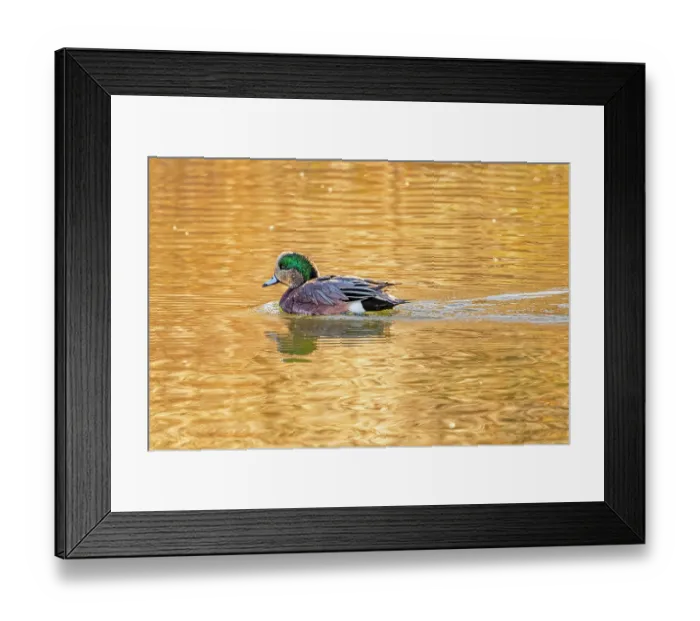 Framed Print : USA, Colorado, Fort Collins. Wigeon duck in water. Credit as Fred Lord / Jaynes Gallery / DanitaDelimont.com Framed Print : USA, Colorado, Fort Collins. Wigeon duck in water. Credit as Fred Lord / Jaynes Gallery / DanitaDelimont.com