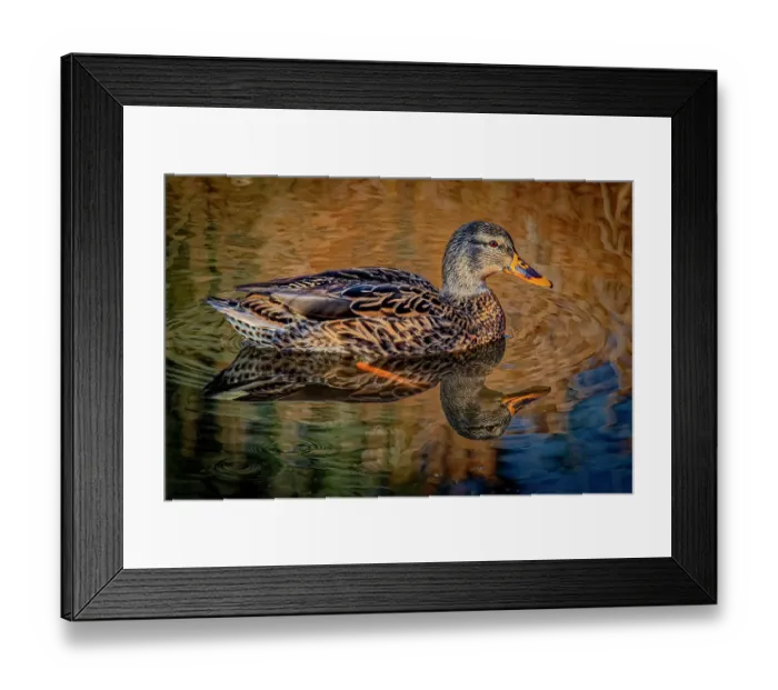Framed Print : USA, Colorado, Fort Collins. Female American mallard duck in water. Credit as Fred Lord / Jaynes Gallery / DanitaDelimont.com Framed Print : USA, Colorado, Fort Collins. Female American mallard duck in water. Credit as Fred Lord / Jaynes Gallery / DanitaDelimont.com