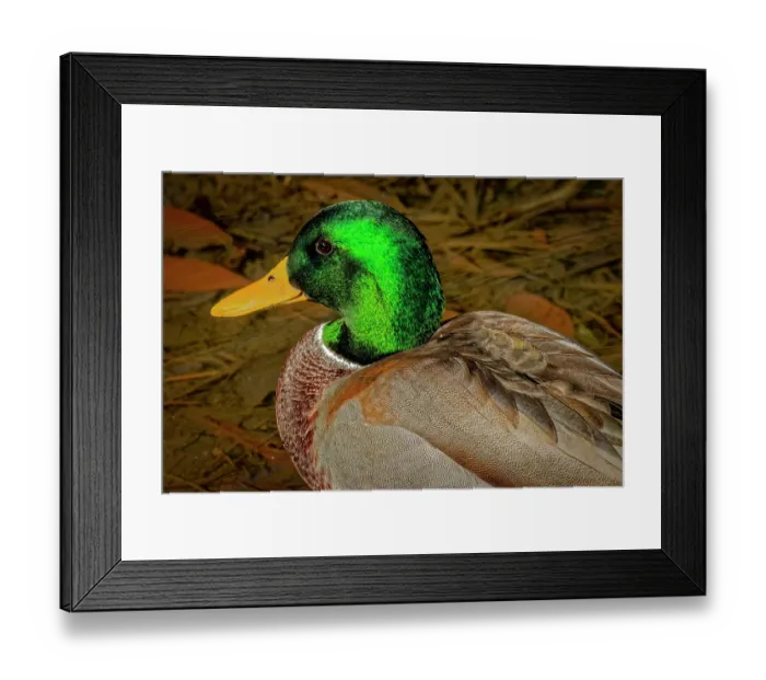 Framed Print : USA, Colorado, Fort Collins. Male American mallard duck in water. Credit as Fred Lord / Jaynes Gallery / DanitaDelimont.com Framed Print : USA, Colorado, Fort Collins. Male American mallard duck in water. Credit as Fred Lord / Jaynes Gallery / DanitaDelimont.com