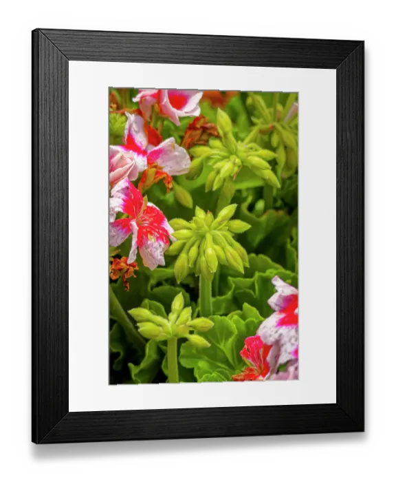 Framed Print : USA, Colorado, Fort Collins. Geranium flowers close-up. Credit as Fred Lord / Jaynes Gallery / DanitaDelimont.com Framed Print : USA, Colorado, Fort Collins. Geranium flowers close-up. Credit as Fred Lord / Jaynes Gallery / DanitaDelimont.com