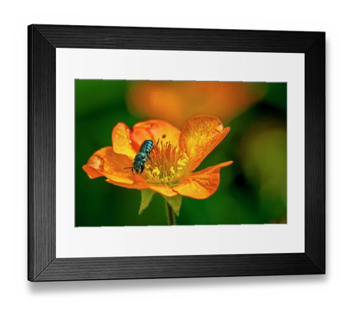 Framed Print : USA, Colorado, Fort Collins. Bicolored sweat bee on orange flower. Credit as Fred Lord / Jaynes Gallery / DanitaDelimont.com Framed Print : USA, Colorado, Fort Collins. Bicolored sweat bee on orange flower. Credit as Fred Lord / Jaynes Gallery / DanitaDelimont.com