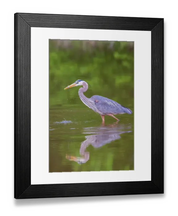 Framed Print : Great blue heron hunting crayfish in wetland, Marion County, Illinois Framed Print : Great blue heron hunting crayfish in wetland, Marion County, Illinois