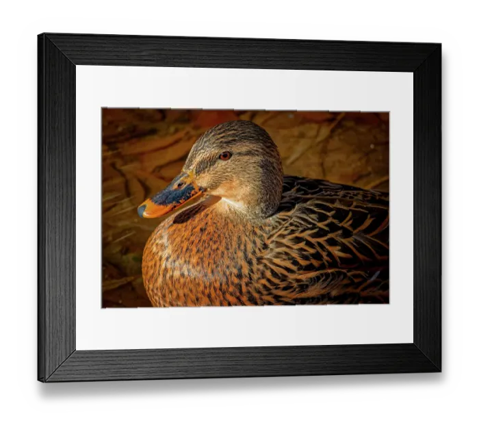 Framed Print : USA, Colorado, Fort Collins. Female American mallard duck in water. Credit as Fred Lord  /  Jaynes Gallery  /  DanitaDelimont.com