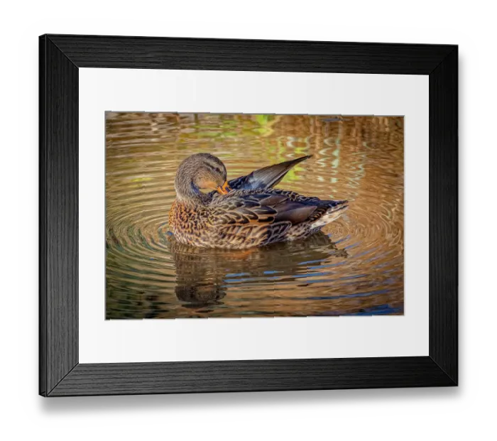 Framed Print : USA, Colorado, Fort Collins. Female American mallard duck in water. Credit as Fred Lord  /  Jaynes Gallery  /  DanitaDelimont.com