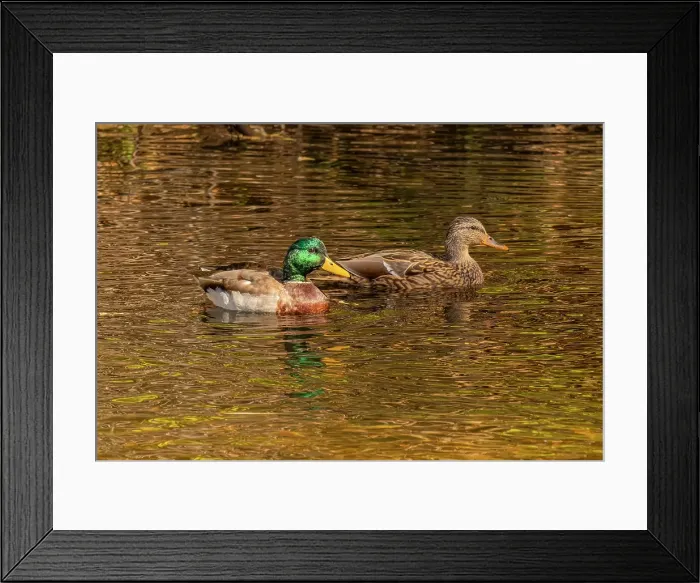 Framed Print : USA, Colorado, Fort Collins. American mallard duck pair in water. Credit as Fred Lord / Jaynes Gallery / DanitaDelimont.com Framed Print : USA, Colorado, Fort Collins. American mallard duck pair in water. Credit as Fred Lord / Jaynes Gallery / DanitaDelimont.com