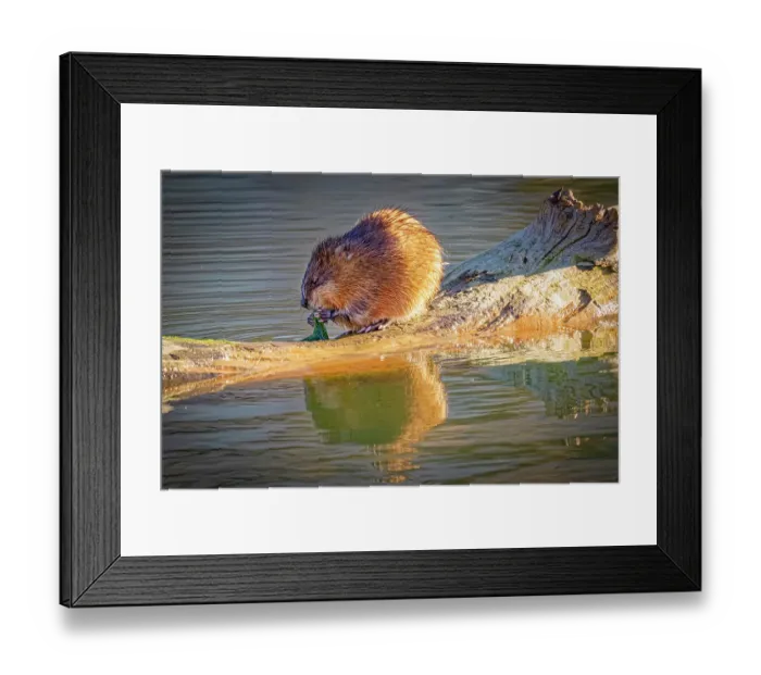 Framed Print : USA, Colorado, Fort Collins. Muskrat on log in water. Credit as Fred Lord  /  Jaynes Gallery  /  DanitaDelimont.com