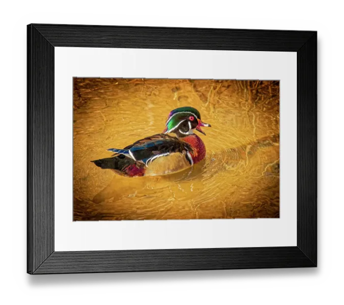 Framed Print : USA, Colorado, Fort Collins. American wood duck male in water. Credit as Fred Lord / Jaynes Gallery / DanitaDelimont.com Framed Print : USA, Colorado, Fort Collins. American wood duck male in water. Credit as Fred Lord / Jaynes Gallery / DanitaDelimont.com