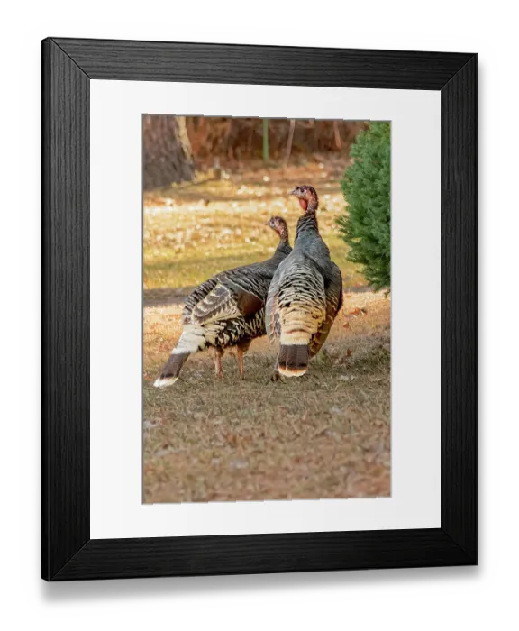 Framed Print : USA, Colorado, Loveland. Two female turkeys. Credit as Fred Lord / Jaynes Gallery / DanitaDelimont.com Framed Print : USA, Colorado, Loveland. Two female turkeys. Credit as Fred Lord / Jaynes Gallery / DanitaDelimont.com