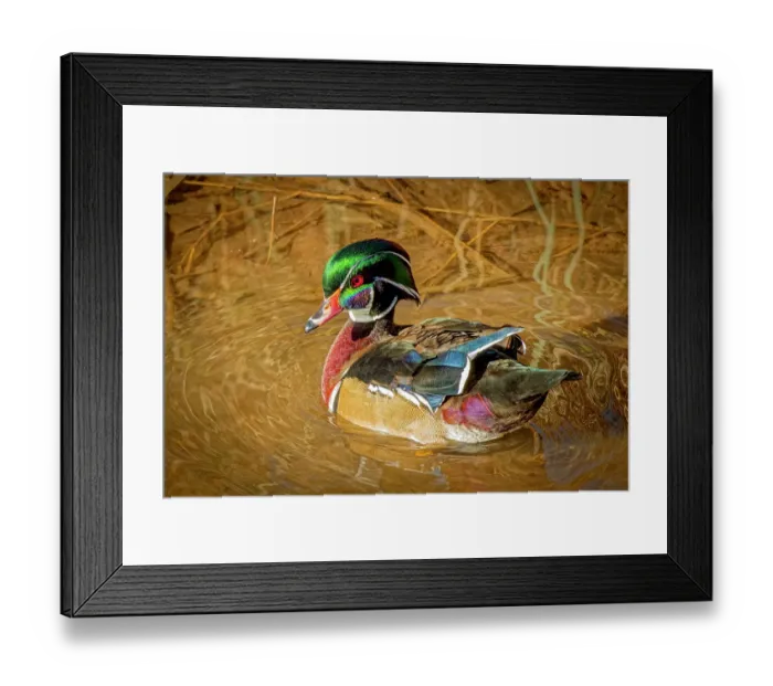 Framed Print : USA, Colorado, Fort Collins. American wood duck male in water. Credit as Fred Lord  /  Jaynes Gallery  /  DanitaDelimont.com