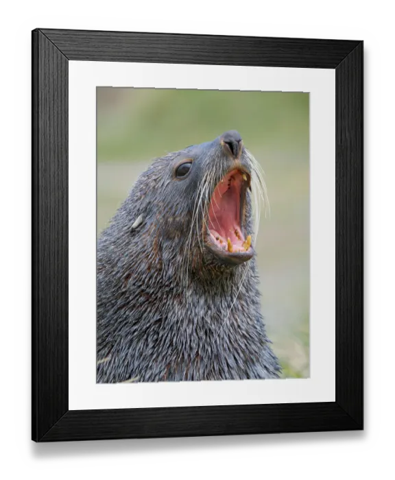 Framed Print : Antarctic fur seal bull on a beach on the island of South Georgia, Grytviken Framed Print : Antarctic fur seal bull on a beach on the island of South Georgia, Grytviken