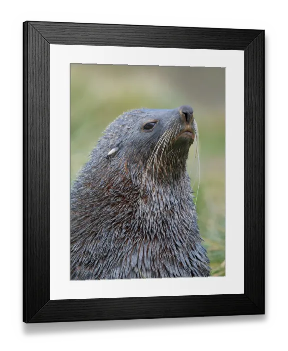 Framed Print : Antarctic fur seal bull on a beach on the island of South Georgia, Grytviken Framed Print : Antarctic fur seal bull on a beach on the island of South Georgia, Grytviken