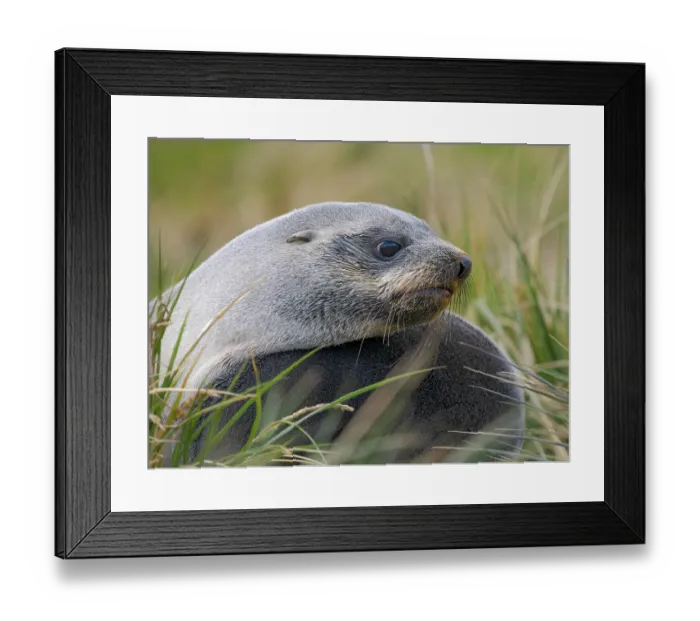 Framed Print : Two young bulls playfighting. Antarctic fur seal on a beach on the island of South Georgia, Grytviken Framed Print : Two young bulls playfighting. Antarctic fur seal on a beach on the island of South Georgia, Grytviken